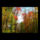 Fall Trees and Blue Sky Print