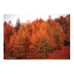 Fall Trees