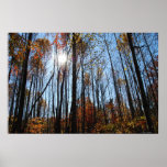 Fall trees poster