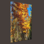 Fall White Beech Tree canvas prints