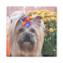Fall Yorkie Fun magnets
