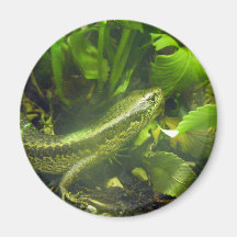 Falla's Skink Refrigerator Magnet