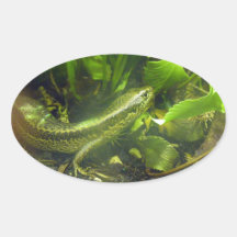Falla's Skink Sticker