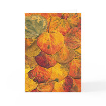 Fallen Aspen Leaves Greeting Card