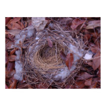 Fallen Bird Nest posters by bpgisme Fallen Bird Nest posters