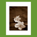 Fallen Blossoms/ posters