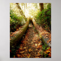 Fallen Log Washington State Hoh Forest Poster