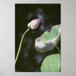 Fallen Lotus Poster