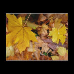 Fallen Maple Leaves Postcard