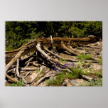 Fallen Pine Tree Posters