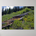 Fallen Tree and Wildflowers Poster Print