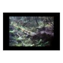 Fallen tree in the New Zealand Fiordland posters