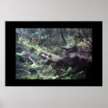 Fallen tree in the New Zealand Fiordland posters