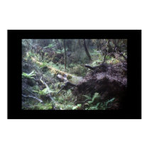 Fallen tree in the New Zealand Fiordland posters