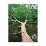 Fallen Tree Postcard