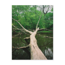 Fallen Tree Postcard