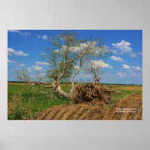 Fallen Tree Poster