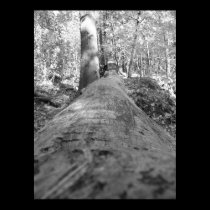 Fallen tree posters