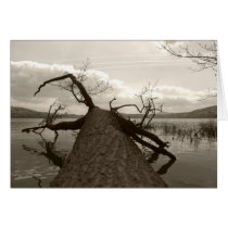 Fallen (tree trunk at Laacher See) cards