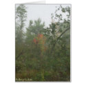 Falling Colors cards