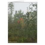 Falling Colors cards