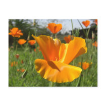 Falling Poppy Notes Card postcards by wingedturtle Falling Poppy Notes Card postcards