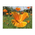 Falling Poppy Notes Card postcards