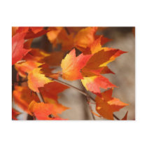 Falling Reds Postcard