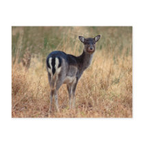 Fallow dear - postcard
