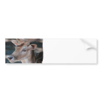 Fallow Deer Bumper Sticker
