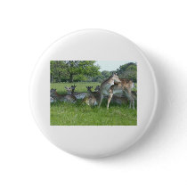Fallow Deer buttons by davewilks Fallow Deer buttons