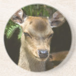 Fallow Deer Coaster
