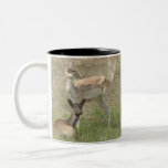 Fallow Deer Fawns Mug