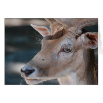 Fallow Deer Greeting Card