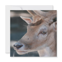 Fallow Deer Invitations