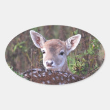Fallow deer oval stickers