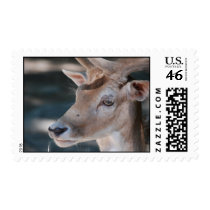 Fallow Deer Postage Stamp