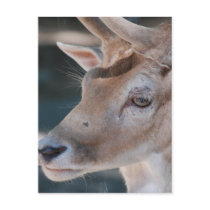 Fallow Deer Postcard