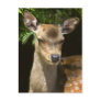 Fallow Deer Postcard