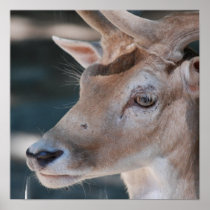 Fallow Deer Poster