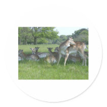 Fallow Deer stickers by davewilks Fallow Deer stickers