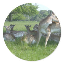 Fallow Deer stickers by davewilks Fallow Deer stickers
