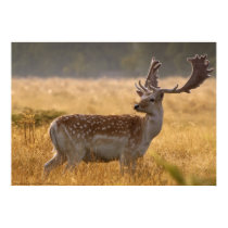 Fallow stag deer, by Gary Dorking Print