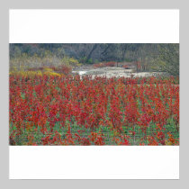 Falls Last Colors Poster/Print