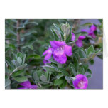 False Foxglove-2012 Greeting Cards