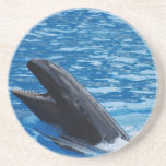 False Killer Whale Drink Coaster