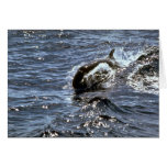 False killer whale greeting cards