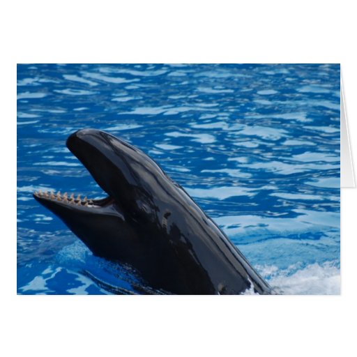 False Killer Whale Greeting Cards
