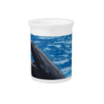 False Killer Whale Pitcher