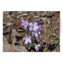 False Rue Anemone cards by kmkelly01 False Rue Anemone cards